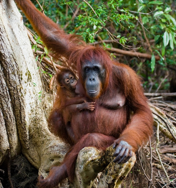 Samica orangutana z dzieckiem na drzewie. Indonezja. Wyspa Kalimantan (Borneo).