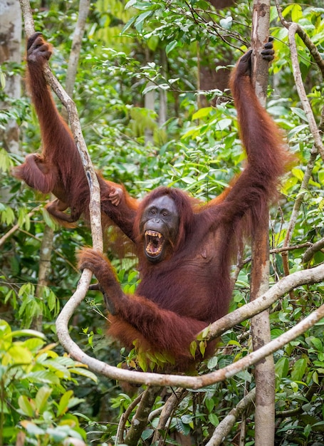 Samica orangutana z dzieckiem na drzewie. Indonezja. Wyspa Kalimantan (Borneo).