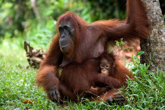 Samica orangutana z dzieckiem na ziemi. Indonezja. Wyspa Kalimantan (Borneo).