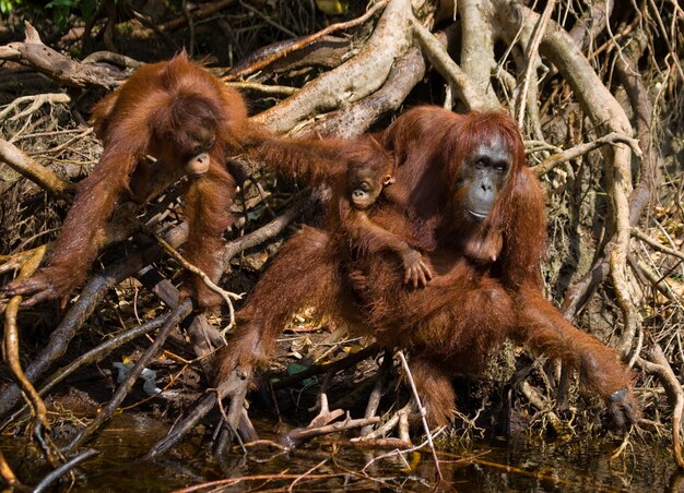 Samica orangutana z dzieckiem w gąszczu trawy. Indonezja. Wyspa Kalimantan (Borneo).