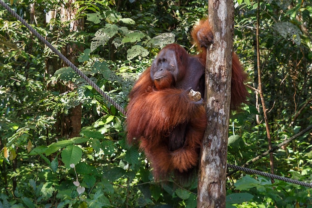 Samica orangutana