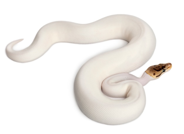 Samica pająka pająk Royal python, python kulowy - Python regius pied