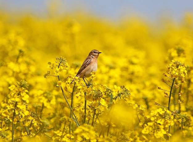 Samica pokrzywka (Saxicola rubetra) siedzi na kwiatach rzepaku na tle błękitnego nieba