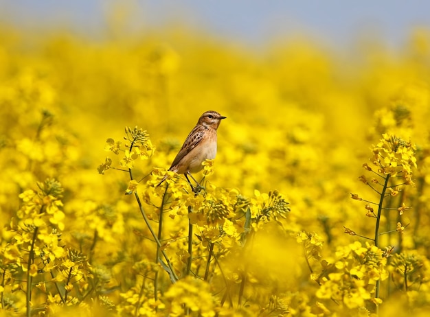 Samica Pokrzywka (saxicola Rubetra) Siedzi Na Kwiatach Rzepaku Na Tle Błękitnego Nieba