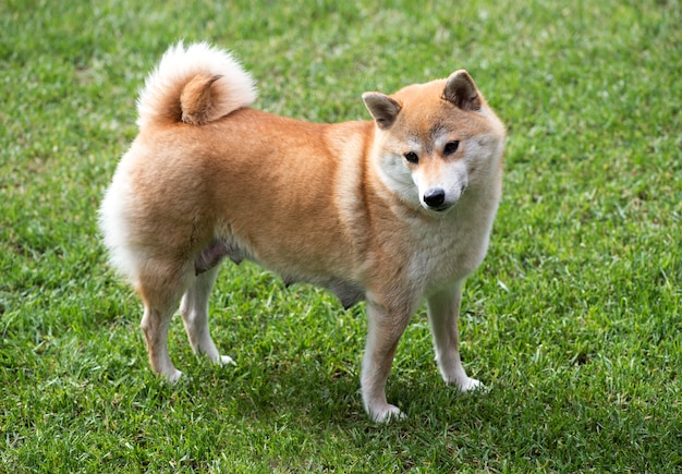 Samica psa shiba inu stała na trawie