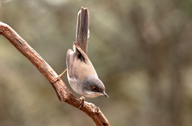 Samica Sardynki Warbler, Waber, Ptaki, Sylvia Melanocephala