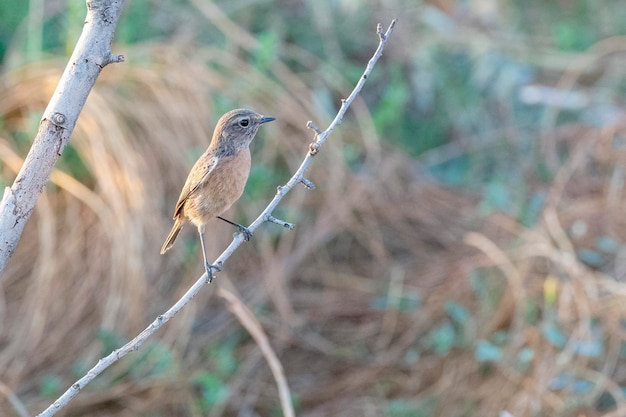 Samica stonechat pospolity Saxicola rubicola Malaga Hiszpania