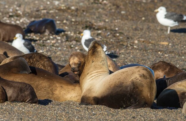 Samice lwów morskich odpoczywające na plaży Półwyspu Valdes Patagonia