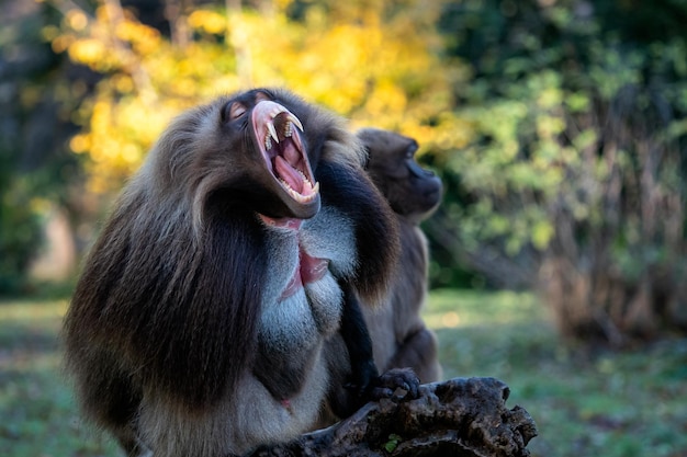 Samiec alfa pawiana Gelada Theropithecus gelada piękny naczelny naczelny