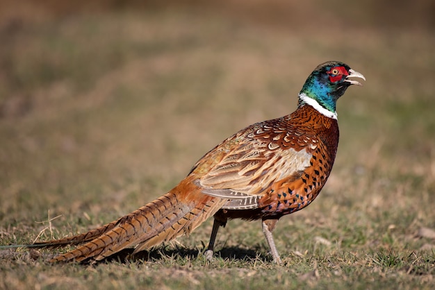 Samiec Bażanta Zwyczajnego, Phasianus Colchicus, W środowisku Naturalnym.