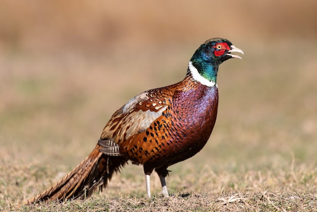 Samiec Bażanta Zwyczajnego, Phasianus Colchicus, W środowisku Naturalnym.