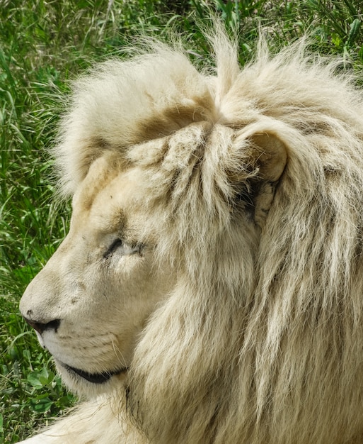 Samiec białego lwa, (panthera leo), twarz