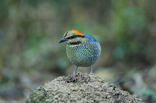 Samiec Blue Pitta (pitta Cyanea)