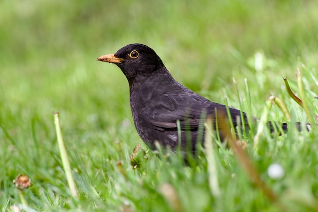 samiec czarnego ptaka w zielonej trawie z bliska