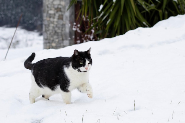 samiec czarno-biały bezpański kot spacerujący po śniegu zimą, polujący poziomo z miejsca na kopię