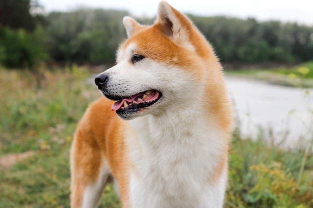 Samiec czystej krwi japoński pies Akita inu