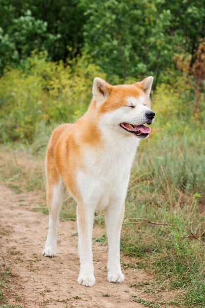 Samiec czystej krwi japoński pies Akita inu