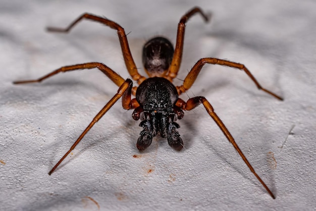 Samiec Dorosłej Mrówki Naśladuje Sac Spider