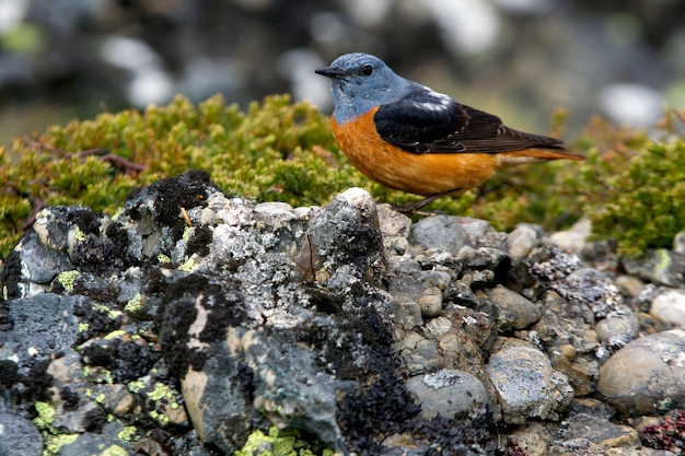 Samiec drozda, ptaków, rufus-tailed, Monticola saxatilis