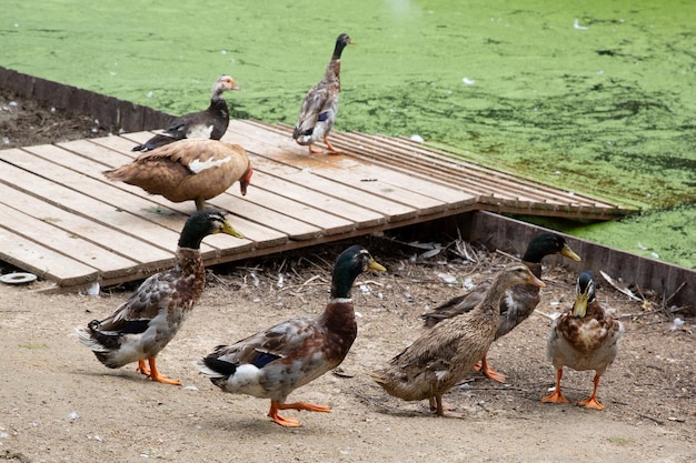 Samiec dzikiej kaczki krzyżówki w zoo