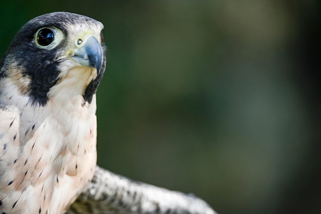 Samiec Falco peregrinus lub sokół wędrowny to gatunek ptaka z rodziny Falconidae