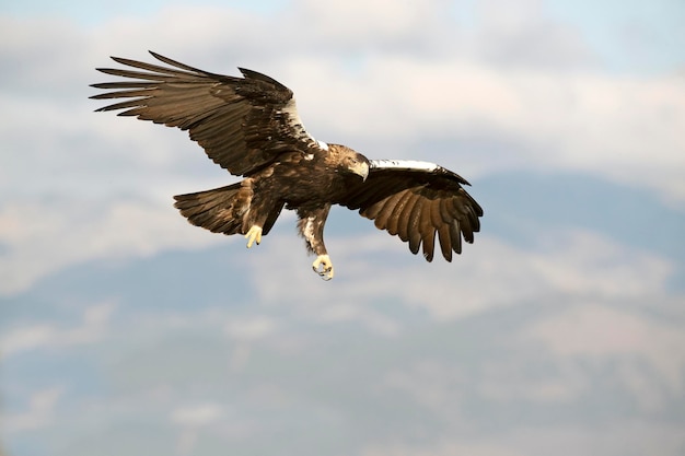 Samiec hiszpańskiego orła cesarskiego lecący na jego terytorium o świcie w styczniowy dzień