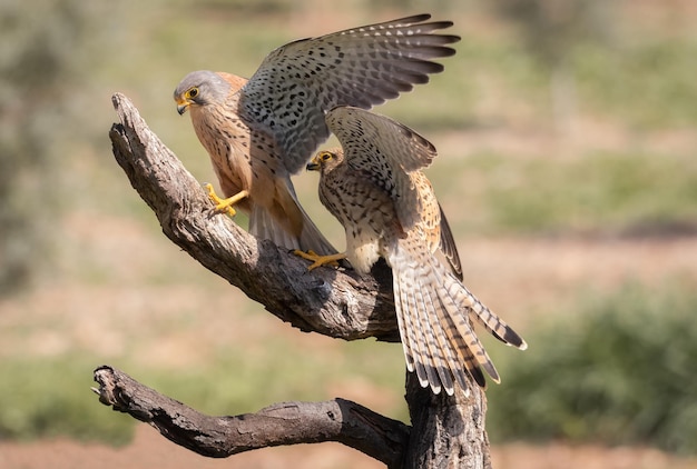 Samiec i samica Pustułka pospolita Falco tinnunculus walcząca na gałęzi