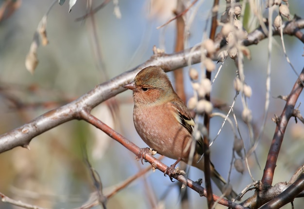 Samiec I Samica Zięba Zwyczajna (fringilla Coelebs) Z Bliska, żerująca Na Srebrnych Jagodach Na Drzewie Elaeagnus Angustifolia