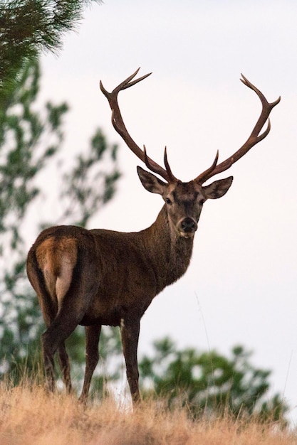 Samiec jelenia Cervus elaphus Cordoba Hiszpania