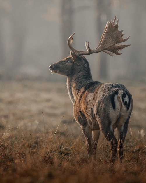 Samiec jelenia nazywa się buck, samica jelenia nazywa się doe, a młode jelenie nazywa się fawn.