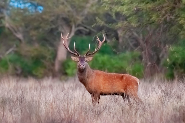 Samiec jelenia w rezerwacie przyrody La Pampa Argentina Parque Luro