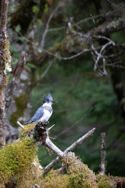 Samiec Kingfisher siedzący na drzewie Khutze Inlet British Columbia