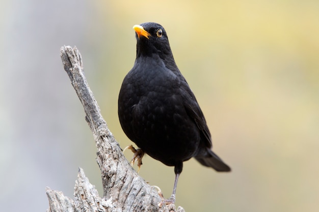 Samiec Kos zwyczajny, ptaki, Turdus merula