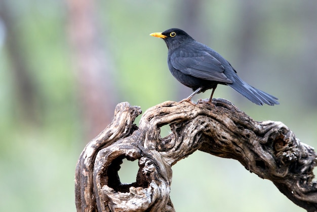 Samiec Kos zwyczajny, ptaki, Turdus merula