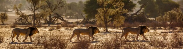 Samiec lwa afrykańskiego idący po wydmie piaszczystej o wschodzie słońca w transgranicznym parku Kgalagadi w Południowej Afryce Gatunek panthera leo z rodziny felidae