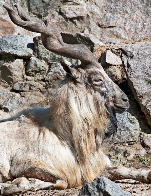 Samiec Markhor (Capra falconeri) wśród skał