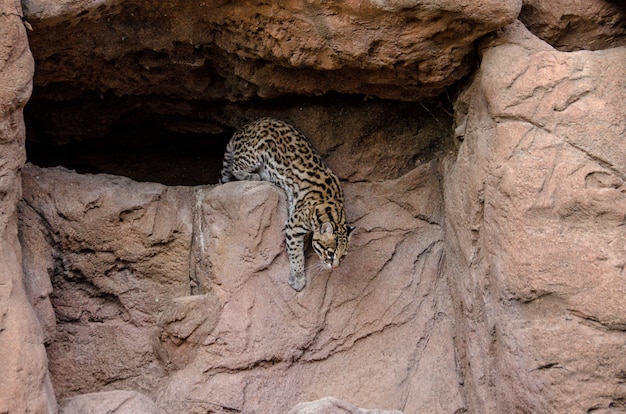 Samiec Ocelot Opuszczający Swoje Cliffside Den