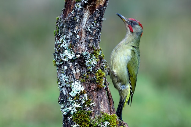 Samiec Picus viridis, ptaki, wróblowaty, dzięcioł zielony, dzięcioł