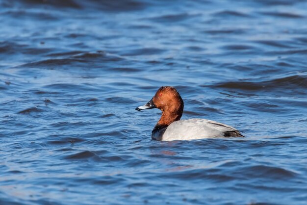 Samiec Pochard pływający w jeziorze (Aythya ferina)