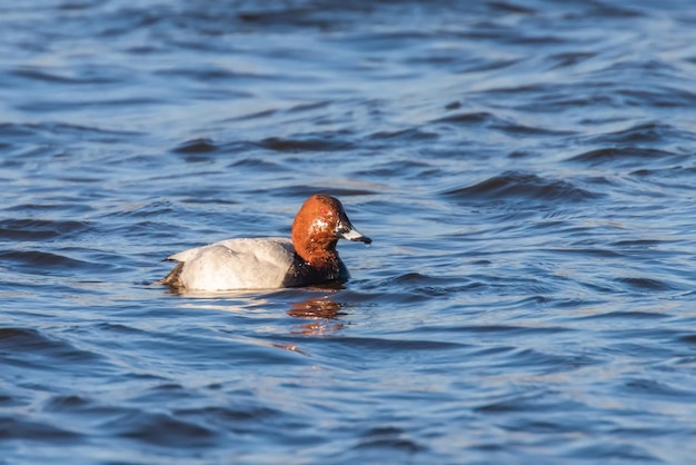 Samiec Pochard Pływający W Jeziorze (aythya Ferina)