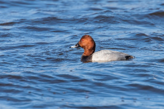 Samiec Pochard pływający w jeziorze (Aythya ferina)