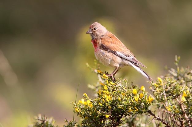 Samiec Pospolita linnet na krzaku