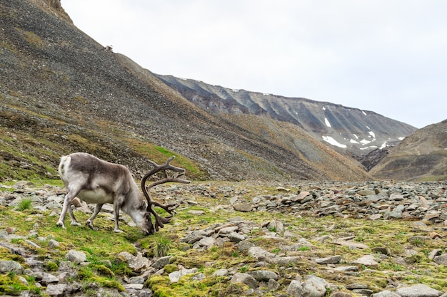 Samiec reniferów Svalbard z dużymi porożami pasącymi się w Longyeardalen latem, Svalbard