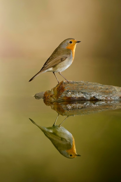 Samiec rudzika Erithacus rubecula Odruch stawowy Alicante HiszpaniaEuropa