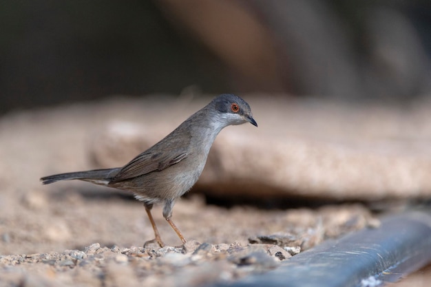 Samiec sardyńskiej warbler Sylvia melanocephala Malaga Hiszpania