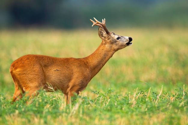 Samiec Sarny Rozciąga Szyję I Wącha Zapachy W Okresie Godowym