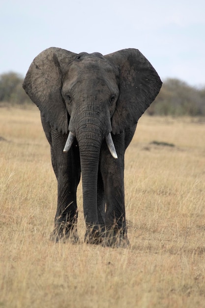 Samiec słonia afrykańskiego sawanny o pierwszym brzasku na sawannie Afryki Wschodniej