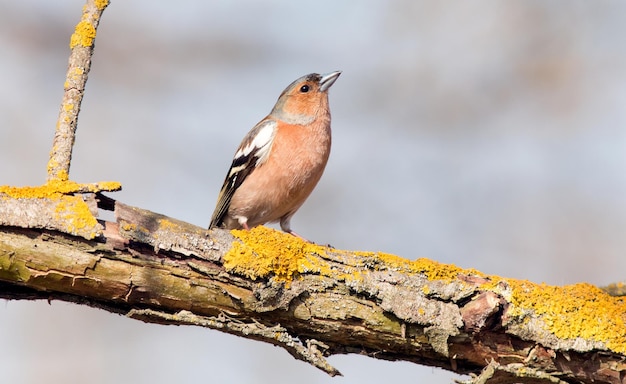 samiec śpiewa wiosną, siedząc na gałęzi drzewa pokrytej porostami