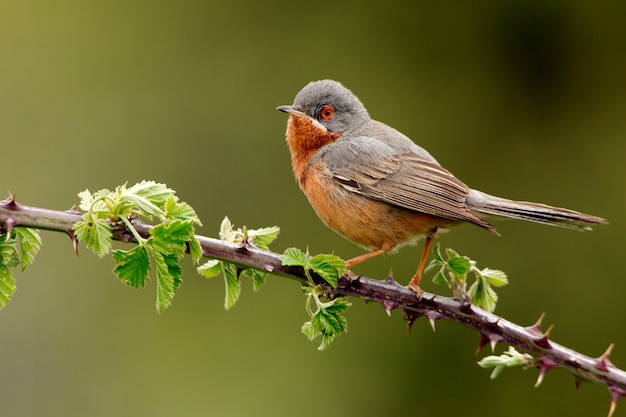 Samiec subalpejskiej warbler z pierwszymi świtami, warbler, ptaki, Sylvia cantillans