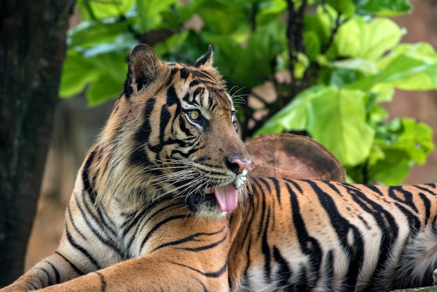 Samiec tygrysa sumatrzańskiego z bliska